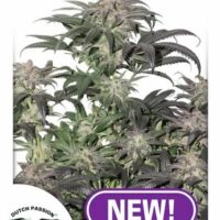 Bubba Island Kush Feminised Seeds - 1