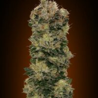 Sweet Soma Auto Feminised Seeds - 3