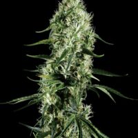 Super Silver Haze Feminised Seeds - 5