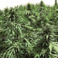 Northern Hog Auto Feminised Seeds - 6+1