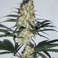 Grape Amnesia Feminised Seeds -4 Seeds