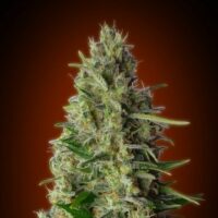 Kali 47 Feminised Seeds - 10