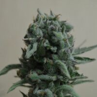 White Widow 47 Feminised Seeds - 3