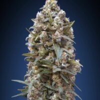 00 Kush Feminised Seeds - 3