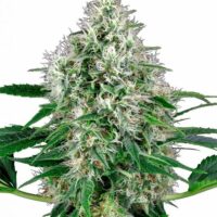Pure Power Plant Auto Feminised Seeds - 3