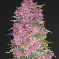 Purple Lemonade Auto Feminised Seeds - 1