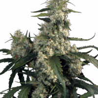 Quasar Feminised Seeds - 3