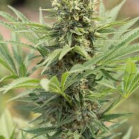 Dedoverde Haze Feminised Seeds - 3