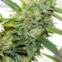Vision Kosher Feminised Seeds - 3