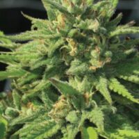 Bigfoot Glue Feminised Seeds - 3