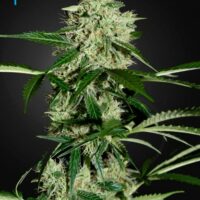 Northern Lights Auto Feminised Seeds - 3