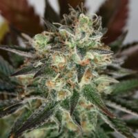 Devil's Mango Feminised Seeds - 3