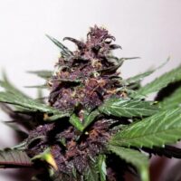 Swiss Dream Rose CBD Auto Feminised Seeds - 1