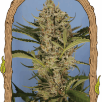 Herz OG Auto Feminised Seeds - 3