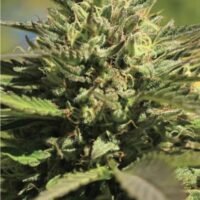 OG Kush Auto Feminised Seeds - 3