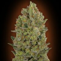 00 Cheese Feminised Seeds - 3