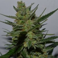 UK Blues Feminised Seeds - 20