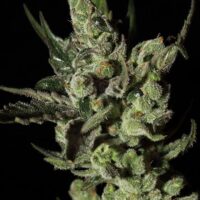 Exodus Cheese Feminised Seeds - 5
