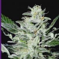 Sensi Star Feminised Seeds - 10