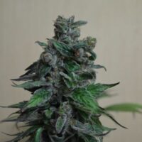 Moscow Bluberry Feminised Seeds - 3