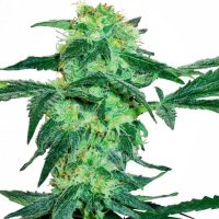 White Ice Feminised Seeds - 3