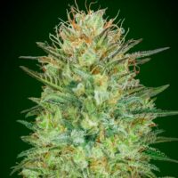 Sweet Critical Auto Feminised Seeds - 3