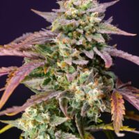 Purple Punch OG XL Auto Feminised Seeds - 3