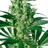 X - Haze Feminised Seeds - 3