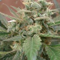 AK Auto Feminised Seeds - 4