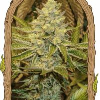Exotic Animal Feminised Seeds - 3
