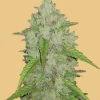 Original Amnesia Haze Auto Feminised Seeds - 1