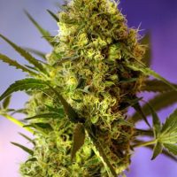 Big Devil #2 Auto Feminised Seeds - 5
