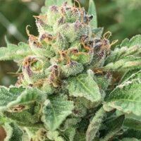 Apple Blossom Feminised Seeds - 3