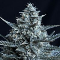 Blubonik Feminised Seeds - 5