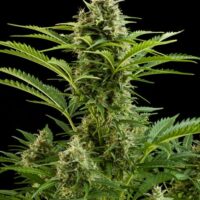 Vesta Auto Feminised Seeds - 10