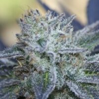 Washing Machine Feminised Seeds - 1