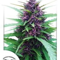 Shaman Feminised Seeds - 10