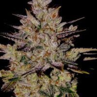 Wedding Cake Auto Feminised Seeds - 3
