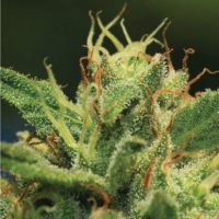 Humboldt Sour Diesel Feminised Seeds - 3