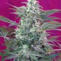Big Foot Feminised Seeds - 3