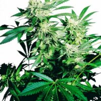 Skunk Kush Feminised Seeds - 10