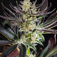 Purple Punch x Do-Si-Dos Feminised - 3