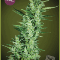 Elite 47 Auto Feminised Seeds - 3