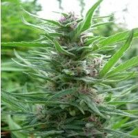 Panama Regular Seeds - 5