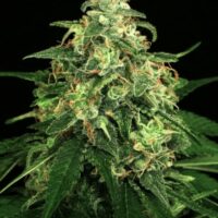 Mango Cream Regular Seeds - 10