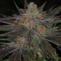 Ripped Bubba Regular Seeds - 5
