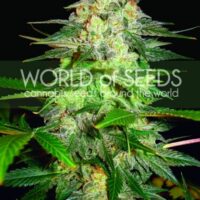 Afghan Kush Ryder Auto Feminised Seeds - 3
