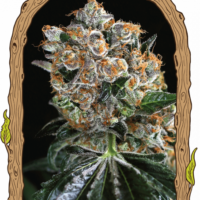 Malasaña Cookies Feminised Seeds - 3