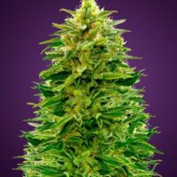 Amnesia Auto Feminised Seeds - 10