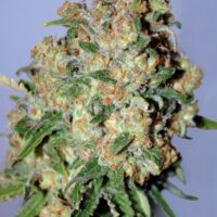 Critical Feminised Seeds - 1
